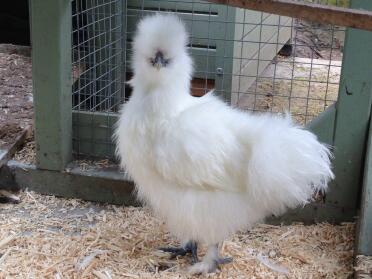 Miniature white cockeral