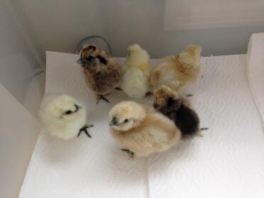 Mixed coloured silkie bantam chicks