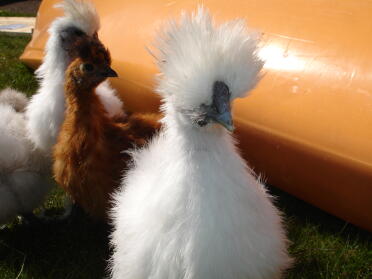 Silkie group