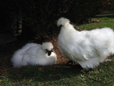 Silkies