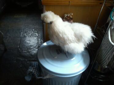 A silkie chicken standing on the dog food bin.