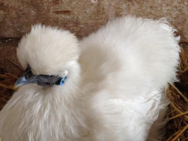 White pullet