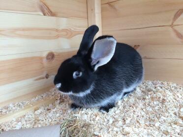 Here is a photograph of my black silver fox doe. these rabbits are very friendly and have very lustrous fur.