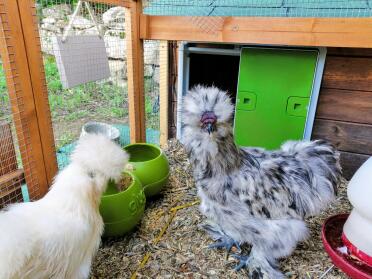 What a happy home for these fluffy hens!