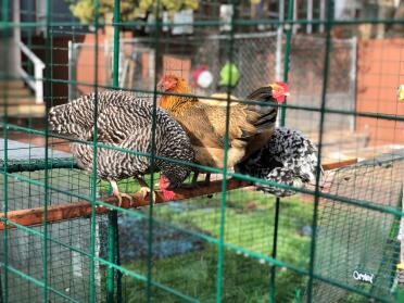 Snapshot of chickens enjoying new coop