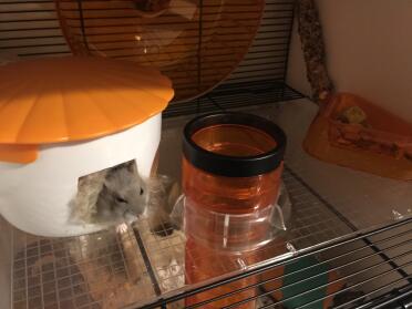 What a cosy bedroom for this hamster!