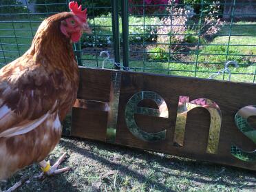 Doris sporting her yellow spiral leg ring!