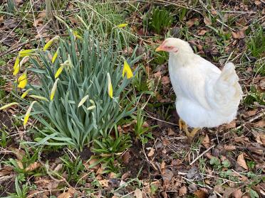 Spring chicken 