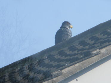 STRANGE BIRD ON NEIGHBOURS ROOF