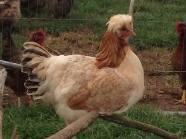 Golden wheaton sulmtaler hen