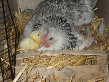 Mother and baby - very pleased with herself.