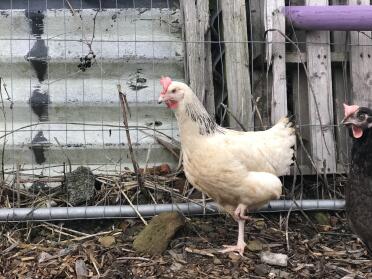 This chicken thinks it's a flamingo!