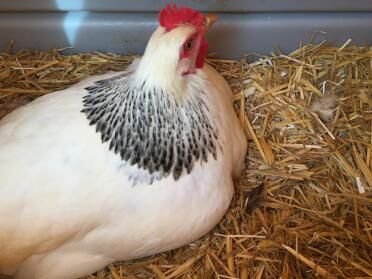 Our light sussex loves the nest box!