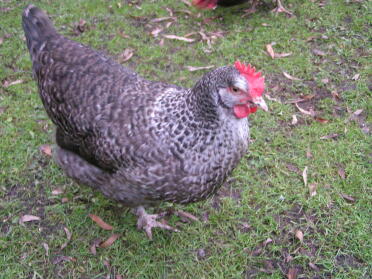 Speckledy hen - lottie