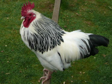 Light sussex cock