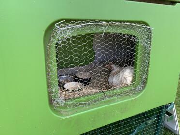 Temporary upgrade to the Cube so our broody girl can enjoy some sun while her eggs hatch