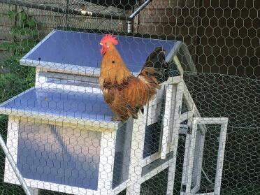 The Cape Cod style chicken house