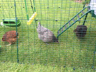 Checking out their new swing