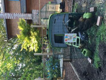 The girls in the Cube working hard to clean up this old raised bed.