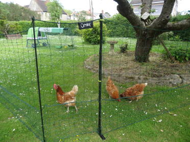 The girls try out their new Omlet fencing.