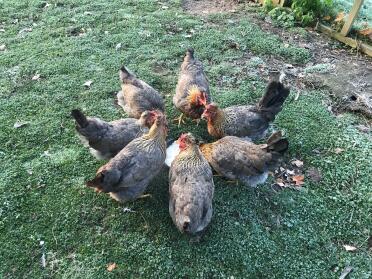 The Hens are enjoying their mash on a cold morning!