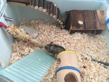 Dwarf hamsters are very speedy runners!