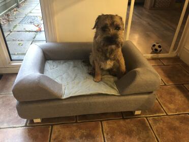 Classy bed for a classy pooch