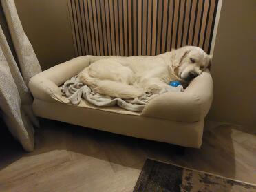 Jesse loves the comfort of the Bolster bed!