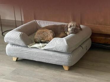 Rose loves her new Topology Dog Bed!