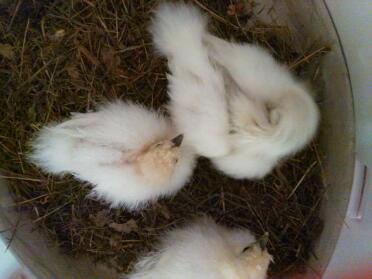 What fluffy silkie chicks!