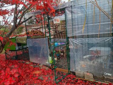 Autumn atmosphere, it's nice and cosy in our aviary!