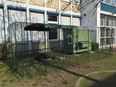 Our school chicken enclosure