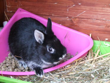 This bunny loves lunch time!