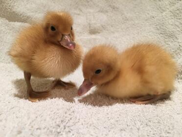 Welsh harlequin ducklings