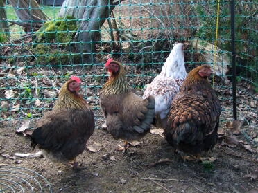 Give your chickens more space with the chicken fencing!