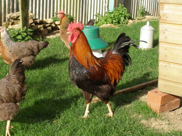 A large welsummer cockerel.