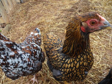 Annie the Gold Laced Wyandotte