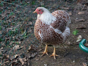 What a lovely hen!