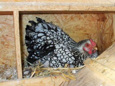 Wyandotte hen