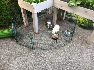 Rabbits in Omlet Zippi Rabbit Playpen