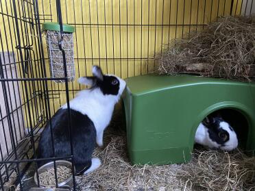 Bunnies love to play together and hide under the shelter!