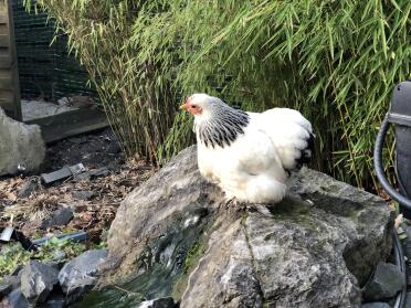 Chickens are such friendly pets.