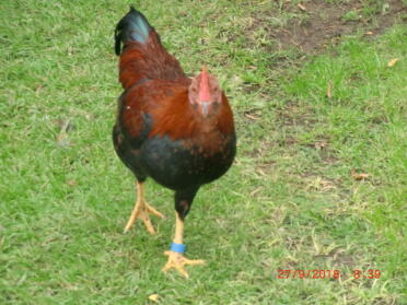 Dwarf catfish cock