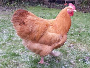 28-week buff orpington