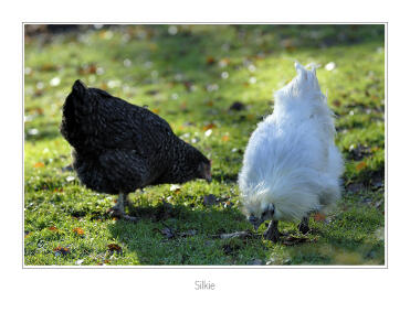 Silkie