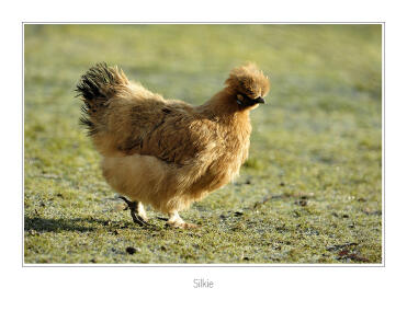 Silkie