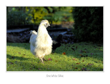 Silkie