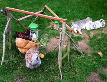 Chickens eating from Omlet Caddi Treat Holder