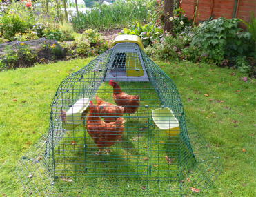 Green Eglu Go Chicken Coop with run and hens