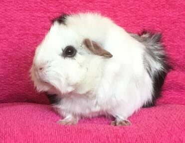 Abyssinian Guinea Pig